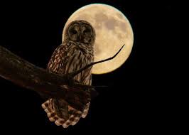 Pilih dari sumber gambar hd burung hantu png dan unduh dalam bentuk png. Seruput Kopi Panas A Twitter Pernah Dengar Peribahasa Bagaikan Pungguk Merindukan Bulan Pungguk Adalah Nama Burung Sejenis Burung Hantu Yang Keluar Malam Untuk Mencari Makan Dan Suka Memandang Bulan Arinya Kasih Tak