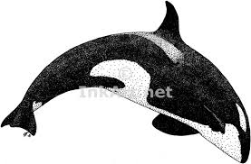 Pin On Whales Dolphin Sharks