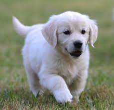 Their akc golden retrievers are show champions who trace their lineage to finland, netherlands, and great britain. English Cream Golden Retriever For Sale Nc New York