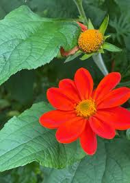 Image result for Tithonia