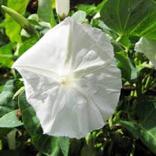 Image result for Ipomoea aquatica