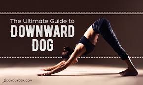 10 Alignment Tips To Improve Your Downward Dog Downward Dog Types Of Yoga Different Types Of Yoga