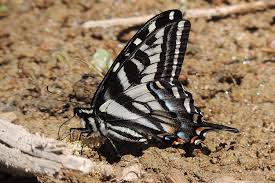 Image result for Pleurostylia capensis