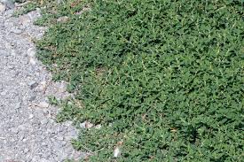 Image result for Polygonum aviculare