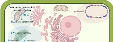 Image result for Xerophyta schlechteri