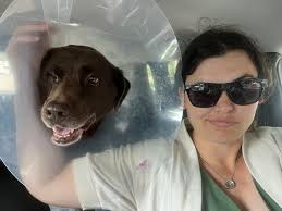 Black and brown fluffy dog