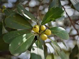 Image result for Ficus craterostoma
