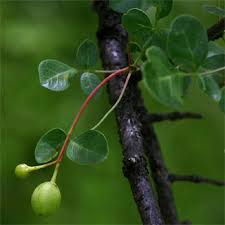 Image result for Commiphora tenuipetiolata