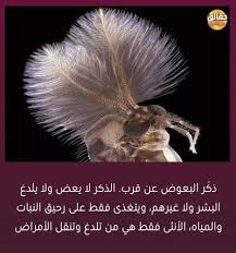 صور مكتوب عليها حقائق مدهشة Funny Animals Animals Funny