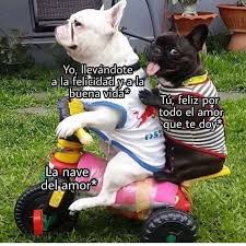 Memesespanol Memasos Amor Perros Mascotas Memes Memes De Animales Divertidos Memes Perros