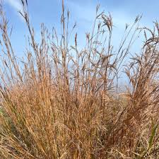 Image result for Andropogon lima