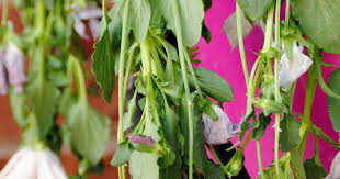 Check spelling or type a new query. Plant Wilts Treatment Control Love The Garden