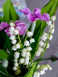 Le muguet symbolise le bonheur, la santé, la réussite. Le Retour Chez Canelle Porte Bonheur