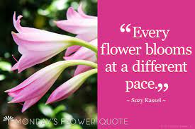 Every Flower Blooms Floating Petals Flower Quote Flower Quotes Bloom Quotes Bloom
