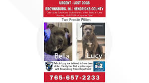 Indy lost pet alert, carmel, indiana. Missing Dogs Believed To Have Been Stolen From Brownsburg Wthr Com