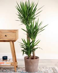 Image result for Yucca