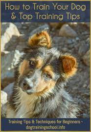How To Keep Dog Off Kitchen Counter Dog Training Near Me Training Your Dog Dog Training