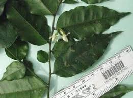 Image result for Carpolobia