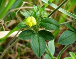 Image result for Stylosanthes