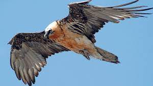 Doch der gebirgsvogel fand in den flachen zonen zu wenig futter. Die Erben Der Geierwally Nzz