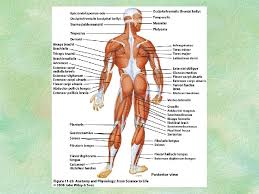 The importance of understanding muscle attachments. Muscular System The Muscular System Muscles Are Responsible