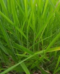 Image result for Urochloa marlothii