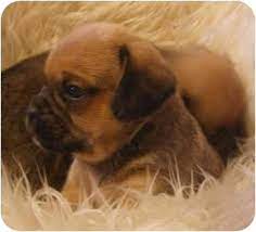 Maybe you would like to learn more about one of these? Provo Ut Pug Meet Puggle Puppies A Pet For Adoption