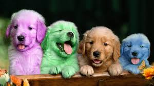 Cute Puppy Dog Color Colorful Learning Color Video For Kids Finger Family Nursery Rhyme Song Youtube With these dog png images, you can directly use them in your design project without cutout. cute puppy dog color colorful learning color video for kids finger family nursery rhyme song