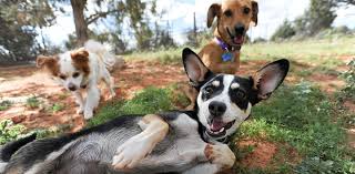 You can follow her on twitter and instagram @karimozena. How To Adopt A Pet Best Friends Animal Society