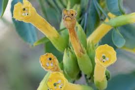 Image result for Nicotiana glauca