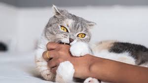 Image result for Cat Bite