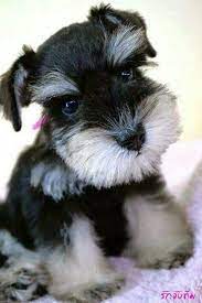 Pin By Kathy On My Schnauzer Friend Miniature Schnauzer Puppies Schnauzer Puppy Cute Dogs