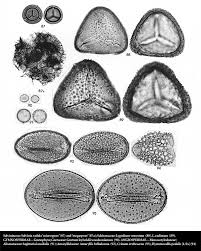 Image result for Indigofera fuscobarbata