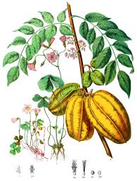 Image result for Oxalidaceae