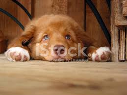 Learn about the temperament and personality of the nova scotia duck tolling retriever. Nova Scotia Duck Tolling Retriever Welpe Stockfotos Freeimages Com