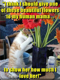 Check spelling or type a new query. Happy Mother S Day To All Mothers Human And Animal Lolcats Lol Cat Memes Funny Cats Funny Cat Pictures With Words On Them Funny Pictures Lol Cat Memes Lol Cats