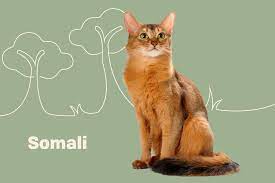 Siberian Cat Breed Information Characteristics Daily Paws