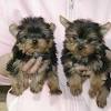Miniature schnauzer · houston, tx. 1