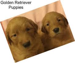 Our pups are whelped in our home where they receive love and nurturing from the moment they are born. Hunting Dogs Retrievers For Sale In Missouri Agriseek Com