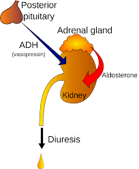 But often, type 2 diabetes symptoms won't appear until blood sugar gets high enough. Polyuria Wikipedia