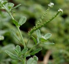 Image result for Euploca ovalifolia