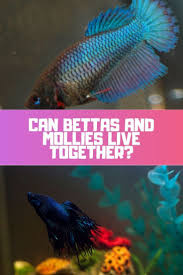 Want To Know If Bettas And Mollies Can Live Together Keep Reading To Find Out Why Bettas And Mollies Get Along So Well Betta Betta Fish Tank Betta Fish