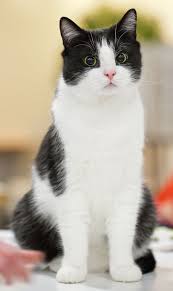 5 Of The Most Popular Cat Breeds Around The World Cattime American Shorthair Cat I Wonder What They Call Them In 2020 American Shorthair Cat Bicolor Cat Pretty Cats