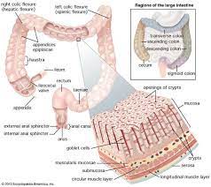 Pin On Histology Large Intestine