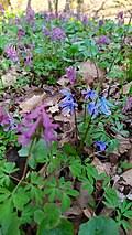Image result for Scilla benguellensis