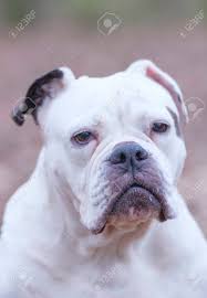 You can also upload and share your favorite english bulldog wallpapers. A White And Brown English Bulldog Dog Head Portrait With Funny Stock Photo Picture And Royalty Free Image Image 143700203