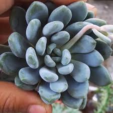 Maybe you would like to learn more about one of these? Echeveria Elegans Blue Disponible El Jardincito De Cat Facebook