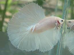 Keunggulan lain dari ikan cupang giant adalah kamu bisa mengawinkannya. Ikan Cupang Giant Sebagai Komoditas Usaha Sampingan Potensial