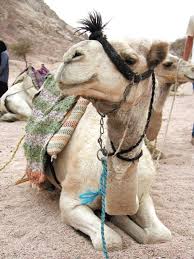 Camel, cow, and donkey discovered walking down street together. Free Images Dromedary Donkey Egypt Animals Pack Animal Camel Like Mammal Horse Like Mammal Arabian Camel 1536x2048 1022599 Free Stock Photos Pxhere