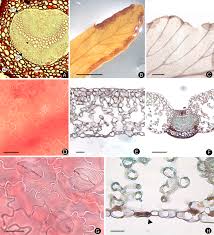Image result for Doryopteris concolor